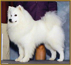 American Eskimo Puppies on American Eskimo