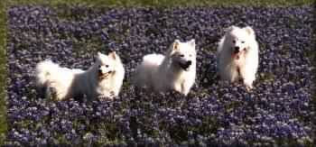 Blue_Bonnets and dogs